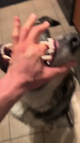“L O V E” trend bloopers since he’s such a turd and I couldn’t stop laughing 😂❤️🐺