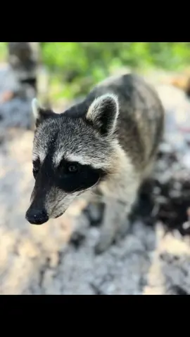 Finally made it to raccoon island. It’s been a dream of mine to feed and spend time with these lovely trash pandas ❤️❤️❤️ #raccoonsoftiktok #trashpandas #raccoons #raccoonisland #miamibeach 