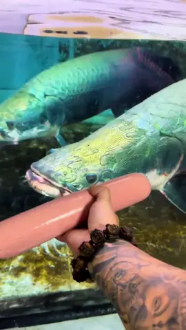 Glizzy Fish Gulper #fish #humor #funnyanimals 