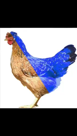Reto de la gallina 