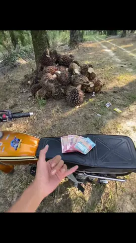#petanisawit🌴 #sawitontiktok #fyp 