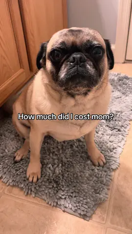 Jk jelly you were only $75 😆#trending #fyp #adoptdontshop #puglife #pugs 