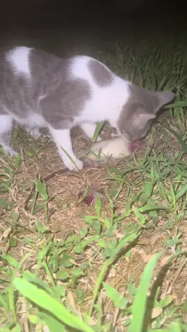 #fyp #lavidahermosa #feralcat #dinner #wildanimals 
