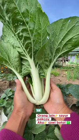 Klo ditempat kalian ini sayur apa guys ? #fyp #panen #garden 