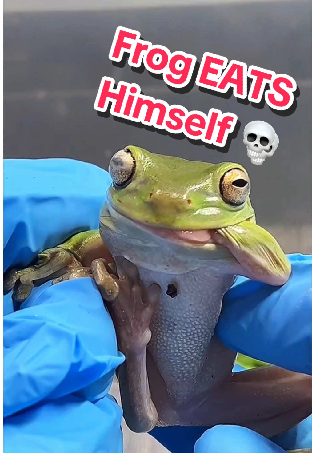 FUNNIEST Thing My Pet Frog Has EVER Done!!! 🐸 #frog #frogs #frogtok #pets #funnyanimals 