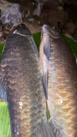 สองคนเอาอยู่☺️👉🐟#ปลาพลวง #เปิดการมองเห็นtiktok #ธรรมชาติ #fyp #น่าน 