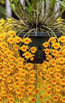 #song #foryourpage #tiktok #flowers 