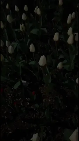 #quran 