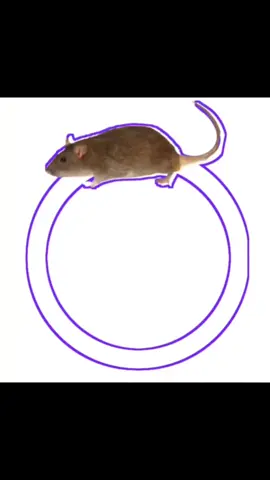 reto del raton