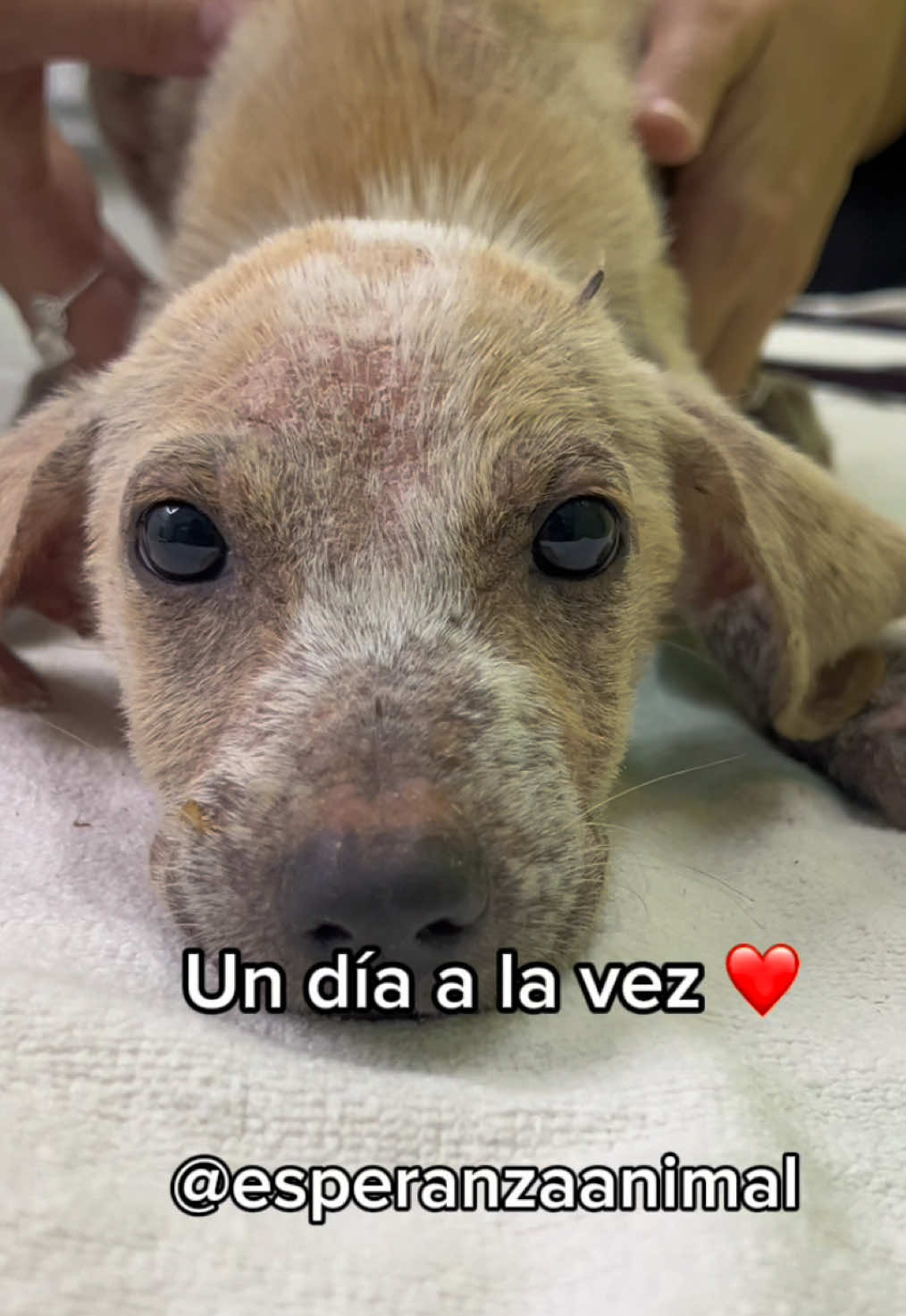 Cuánto tiempo creen que estos bebitos tarden en sanar su cuerpo y su corazón?  ❤️‍🩹 