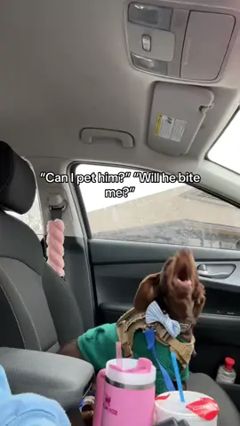 Hints the video….. someone got out their car without letting him okay. Stupid of them 🤦🏻‍♀️ #fyp #dachshund 