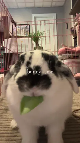 asmr with juniper! #rabbitsoftik #bunnytok #PetsOfTikTok #viralvideo #fyp 