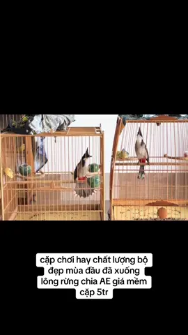 #xuhuongtiktok 