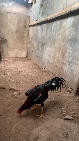 Maskot kandang