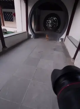 Camera:📷📷📷📷📷Sound:🔫🔫🔫🔫🔫 #cat #funnycat #cats #funnyvideos #fyp 