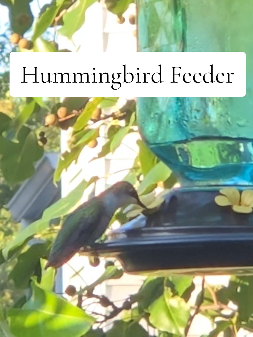 Hummingbirds always find the feeders! Make sure to change the water every 3-4 days,  use the ant moat that is provided with this feeder, and follow instructions on safe ratios for sugar and water (no more than 1 part sugars to 3 parts hot water!) #birdsoftiktok #birds #birdfeeder #hummingbird #bird 