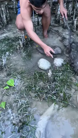 lobster