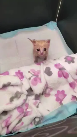So tiny and super cute!#foru #cutecat #catlover #kitty #kittensoftiktok #cutekitten #toocute #catvideo #babykitten #kitten