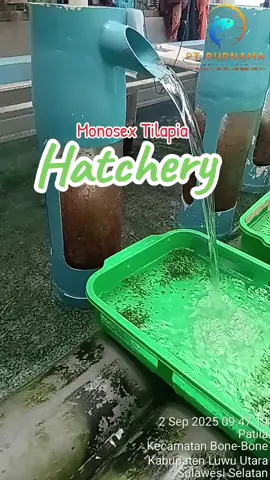 Purnama.Berkah Aqua#fyppppppppppppppppppppppp #budidayaikan #tilapiahatchery @Perikanan Budidaya 