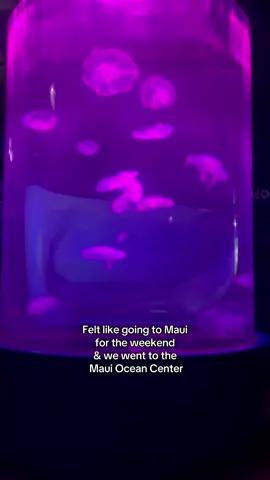 Maui Ocean Center #maui #weekendtrip #hawaii #mauioceancenter 
