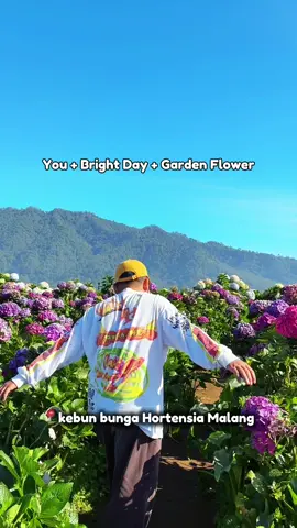 Another viral flower garden in malang - Batu #hortensiakebun