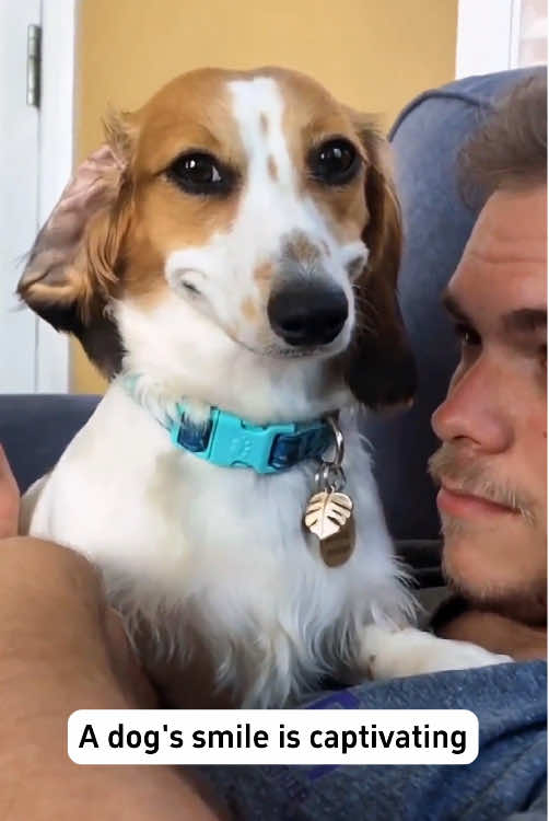 Dog funny smile🤣#dog #funny #dogsoftiktok #funnyvideos 