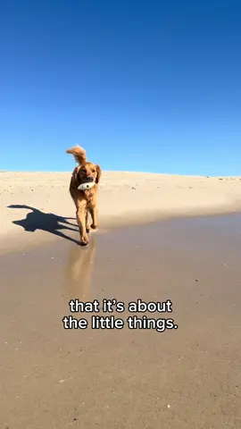Hudson and I had an amazing summer. He reminded me daily that it’s about the little things. My dog found happiness running on the sand and finding shells. I found happiness watching him. Dogs truly are everything good in this world.