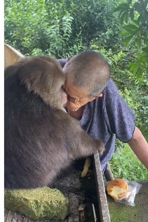Fifteen years of companionship between nun and monkey 🙉 #monkey #animals #foru #Love #us 