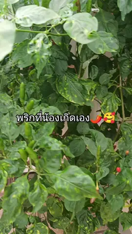 พริกสดที่เกิดเองมักสวยงามเสมอ5555แต่เวลาปลูกดูแลอย่างดีอย่าให้พู๊ดดดด😆😆😆 #พริกสด #ผักสวนครัว#ธรรมชาติ #YimMshop #yimzashop 