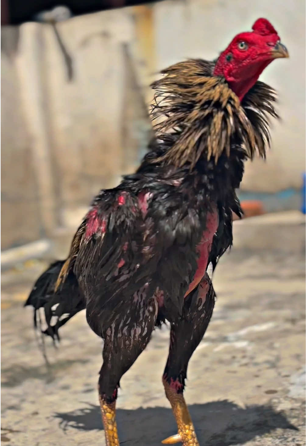Fortis🤩#fantasticfarm #pakhoy #pakhoyfullbrakot #pakhoybrutal #pakhoydrumband 