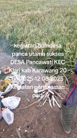 kegiatan penanaman padi.ketahanan pangan 2025.bumdesa panca utama sukses DESA Pancawati KEC Klari Karawang