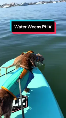 Steve spent more time in the water than on the board… @Ruffwear @weratedogs @ISLE Surf and SUP #dachshundsoftiktok #dachshund #dogsoftiktok 