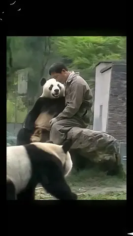 If you like pandas, please click on the button “Follow”.#tiktok #fyp #panda #animal #cute                        
