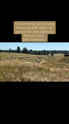 #jellyandpeanut #RescuingHorses #HorseVideos #FunnyHorses #ForYou