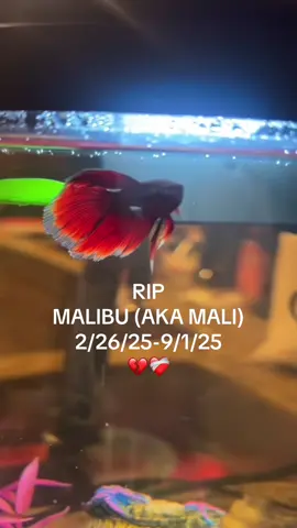 My little fishy🥹🥹 Mali was an OG. She was here from the beginning. She has decided to swim over the rainbow and be with the Lord. She will be greatly missed.😔😔😔 #malibu #mali #fish #betafish 