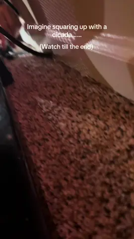 #bug #fy 