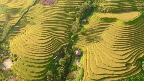 Hơn tháng nữa là tới mùa vàng 