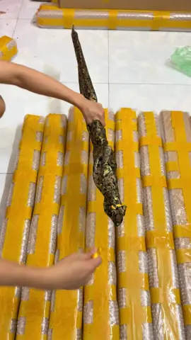 Katansquad bản dài -1m#xuhuong #colongkatana #thepcacbon 