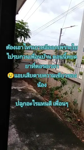 #ต้นไม้ฟอกอากาศ  #ต้นไม้ #ปลูกผักกินเอง #รั้วบ้าน #ไม้มงคล 