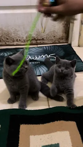 Hihi #kucingbsh #cats #catsoftiktok #bsh #kucingponorogo 