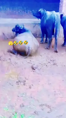 🤣😂🤣😂