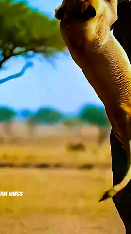 “Brave Elephant Mom Saves Her Baby from Lion Attack | Wildlife Story” Elephant saves baby Lion vs elephant story Wildlife rescue moment Animal kingdom bravery Elephant mother protection A brave elephant mother rushes to protect her baby when a lion tries to attack. This heart-touching wildlife story shows the true power of a mother’s love and courage in the animal kingdom. 🐘🦁✨  Watch the full video to see how nature creates the most powerful stories of survival and bravery. #WildlifeMoments #AnimalStory #ViralShorts #ElephantLove #NaturePower