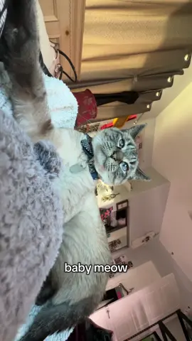 he said wow #arthur #meow #cat #catsoftiktok #Minecraft 