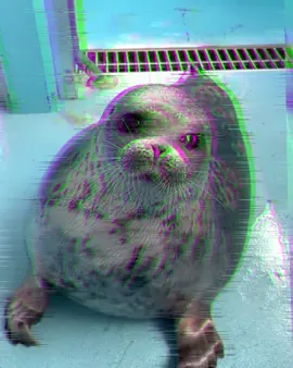 mashiro almost broke the space-time continuum with his belly slaps #seal #sealtok #bellyslap 