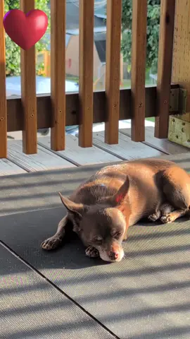 My sweet Yogi 💙❤️