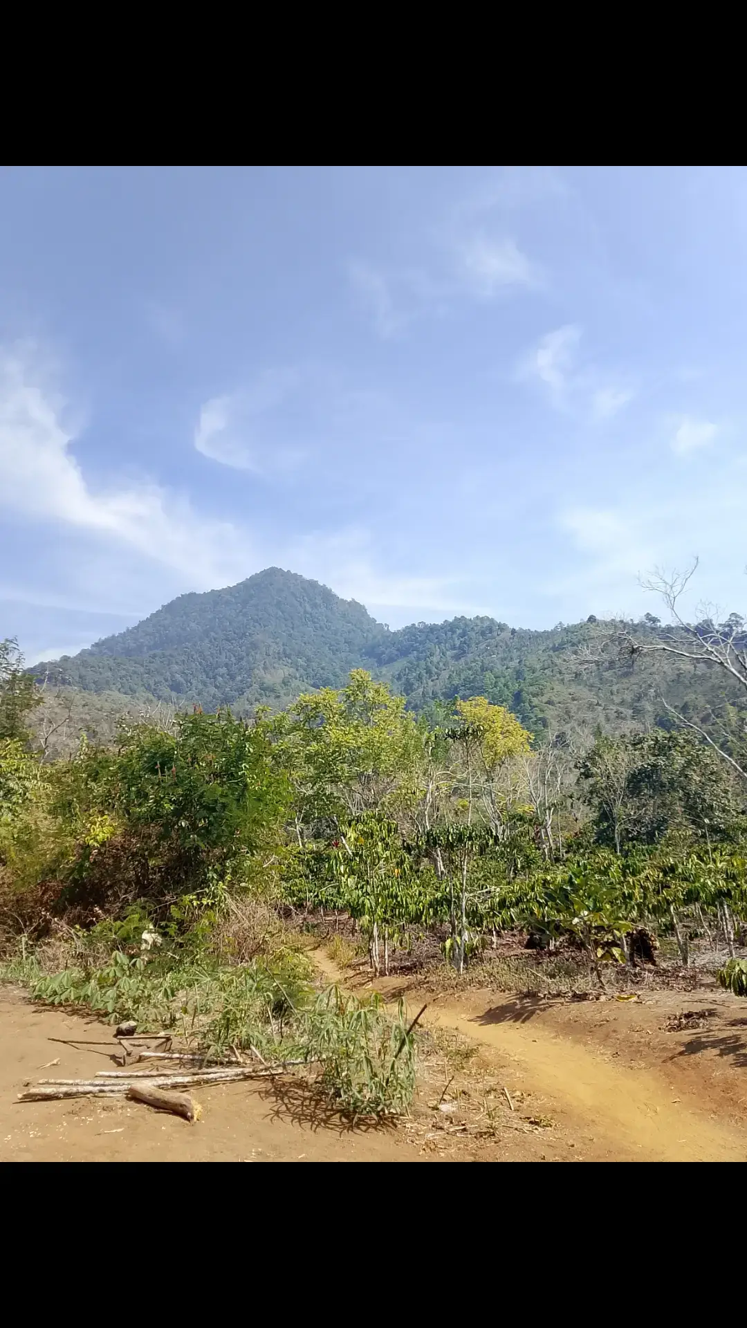 #petaniindonesia🇮🇩🇮🇩🇮🇩🌿🌿 
