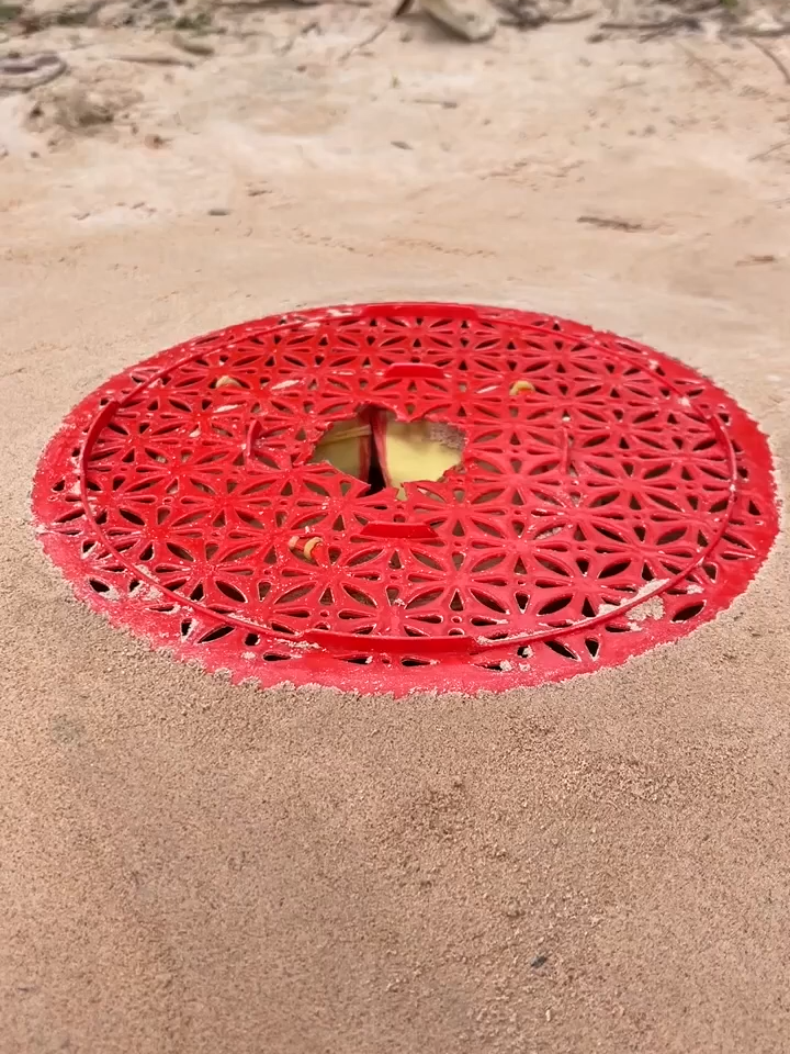 Can a Snake Outsmart This Red Trap  #traditionalhunting #snake #animaltraps #cobra  #wildlife - Walking in the forest