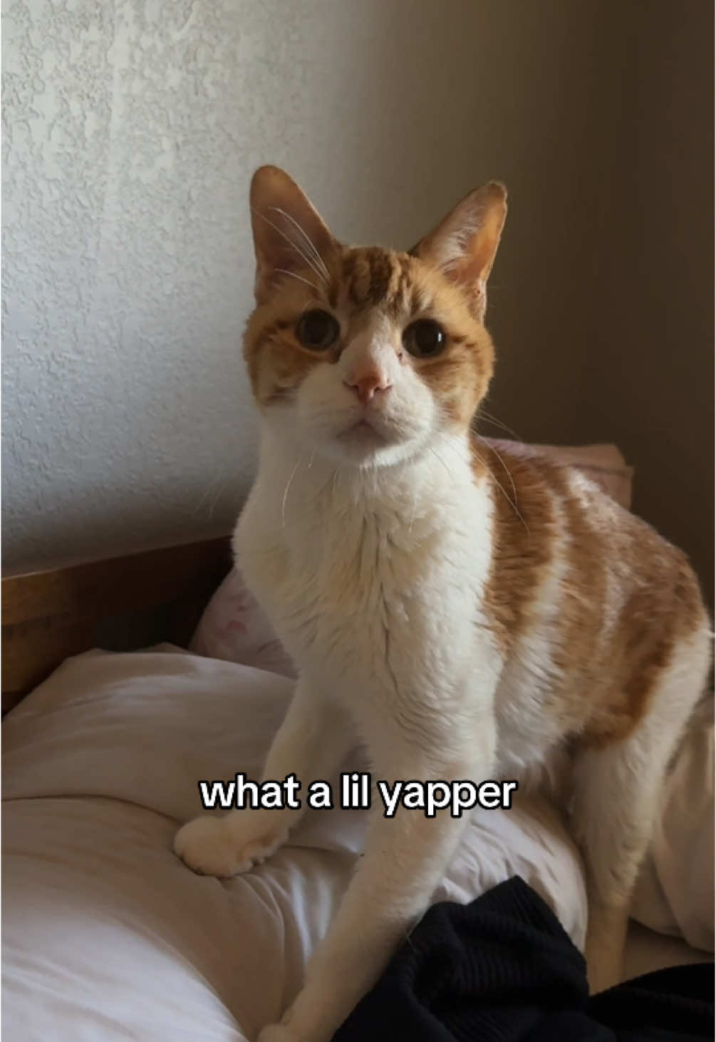 MROW!!