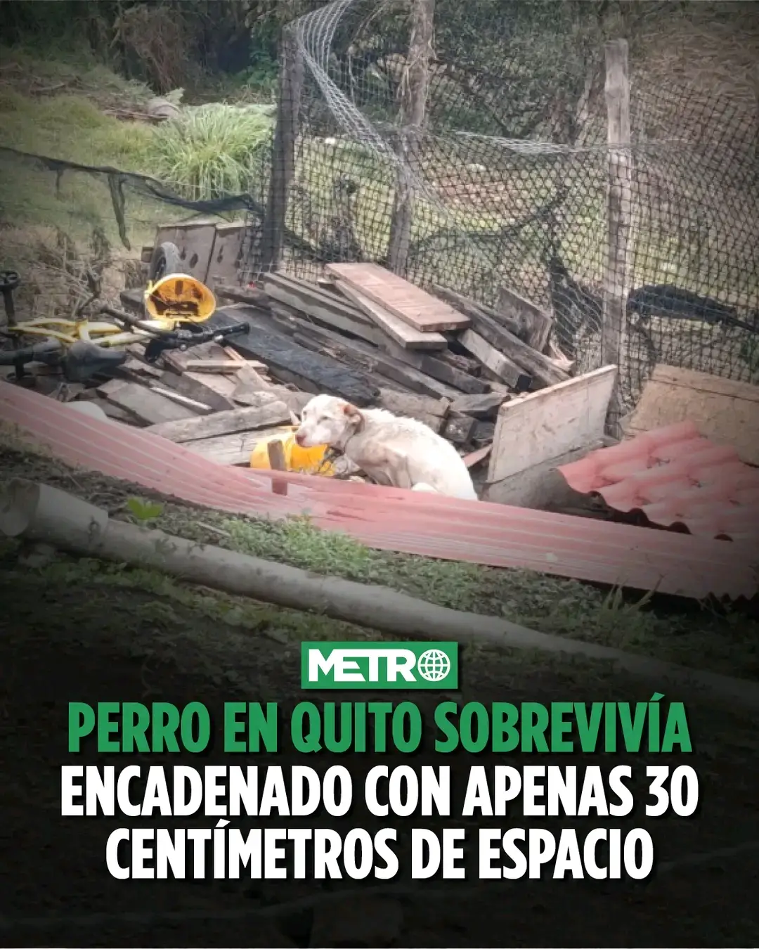 cuidemos a los animales #ecuador #animals #amor #videoviral #paratiiiiiiiiiiiiiiiiiiiiiiiiiiiiiii 