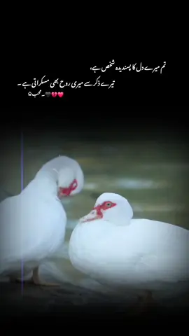 تم میرے دل کا پسندیدہ شخص ہے تیرے ذکر سے میری روح بھی مسکراتی ہے ۔ #1milionaudition #aeshetic #foryou #foryoupage #trending 